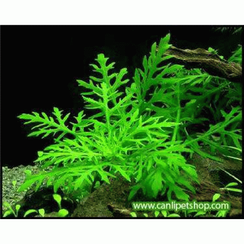 .Hygrophila difformis (Çınar) 5 kök