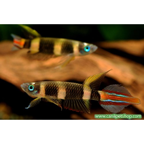 Clown Killi Fish (ROCKET KILLIFISH) 1 Adet 1-2 Cm