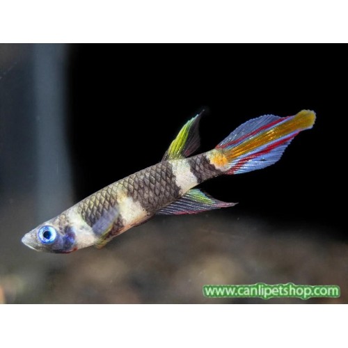 Clown Killi Fish (ROCKET KILLIFISH) 1 Adet 1-2 Cm