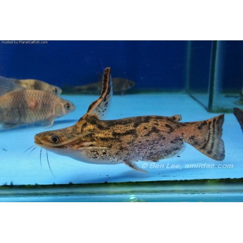 Odun Kedi Balığı Colombian Wood Catfish 1 adet 8-10 Cm Tüm Balıklar ile uyumlu