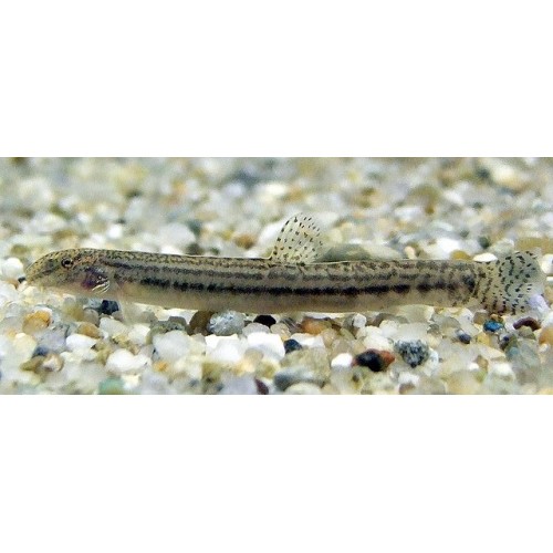 Botia Cobitis striata (Dip Balığı)  4-5 Cm 1 Adet