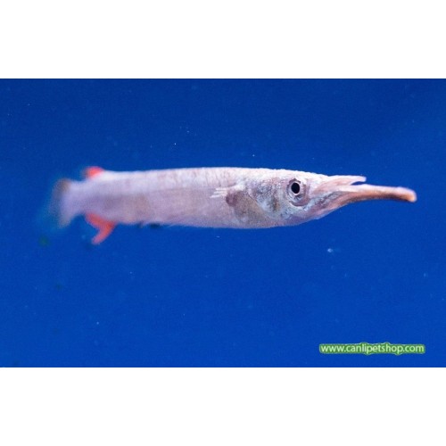 Silver Platinium White Halfbeak Cüce Zargana 3 Adet 3-5 cm Trio 1 Erkek 2 Dişi