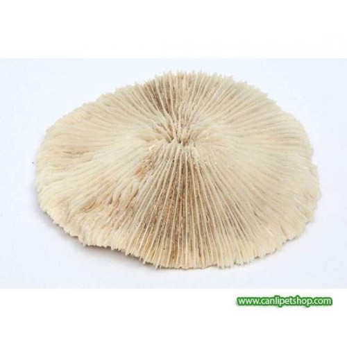 Deniz Taşı Mushroom Çap : 15 Cm