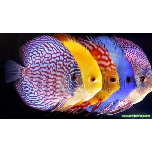 **Sipariş** Discus Karışık 1 Adet 7-8 cm 