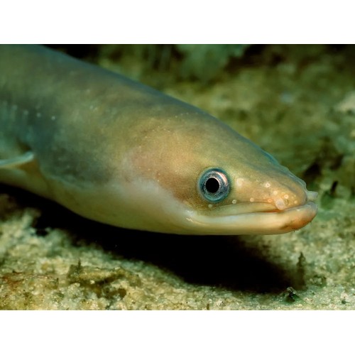 .Evcil Balık European Eel 15-25 Cm 2 Adet 1 Erkek 1 Dişi Tüm balıklar ile uyumlu 