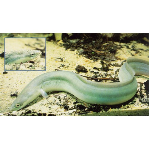 Evcil Balık European Eel 15-25 Cm 1 Adet Tüm balıklar ile uyumlu !!