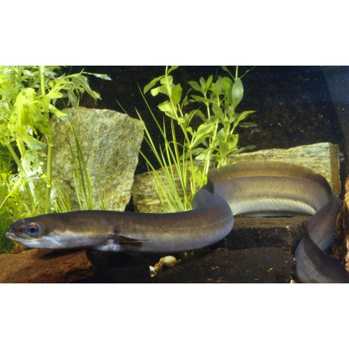 Evcil Balık European Eel 15-25 Cm 1 Adet Tüm balıklar ile uyumlu !!