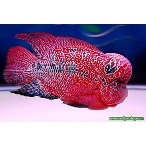 Flower Horn Ciklet 1 Ad Red Dragon 25-30 Cm  1 ÇİFT