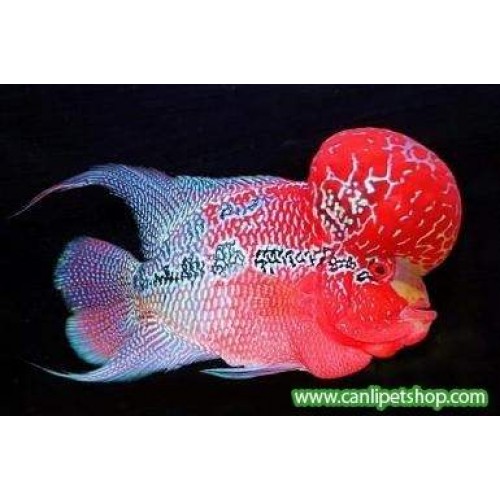 Flower Horn Ciklet 1 Ad Top Kafa Red Dragon 10-12 Cm Erkek Top Kafa A Kalite