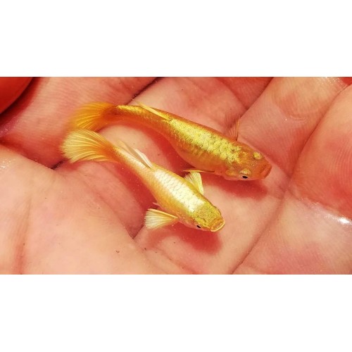 Lepistes Orjinal Full Gold 1 Ad DİŞİ 5 Cm Anaç  Jumbo Boy