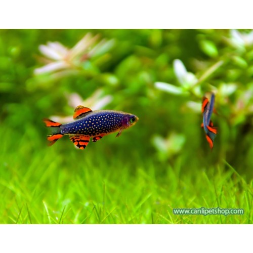 Galaxy Rasbora (Sürü Balığı) 10 Ad 1,5 - 2 Cm 