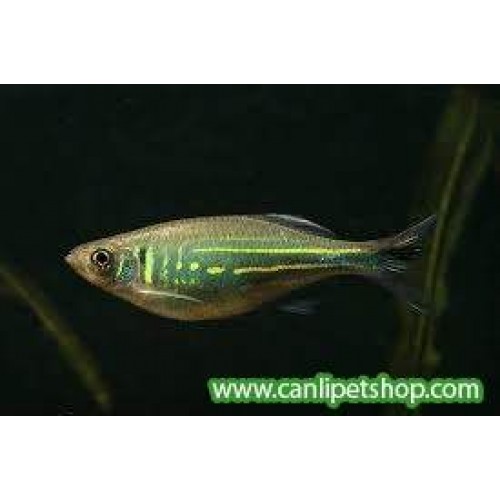 Zebra Danio Giant 1 Ad 4-5 Cm