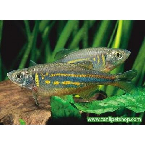 Zebra Danio Giant 1 Ad 4-5 Cm