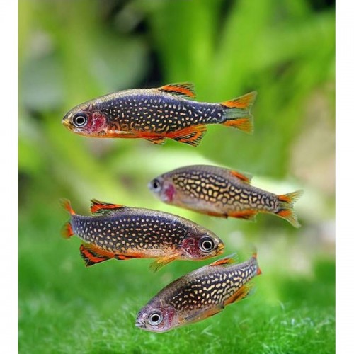 Galaxy Rasbora (Sürü Balığı) 10 Ad 1,5 - 2 Cm 