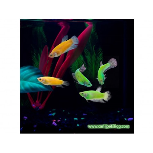 Beta balığı Glofish Transgenic 4-5 Cm 