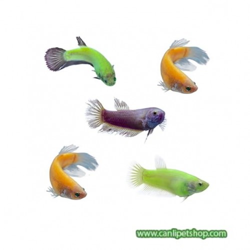 Beta balığı Glofish Transgenic 4-5 Cm 