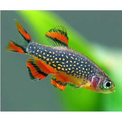 Galaxy Rasbora (Sürü Balığı) 1 Ad 1,5 - 2 Cm 