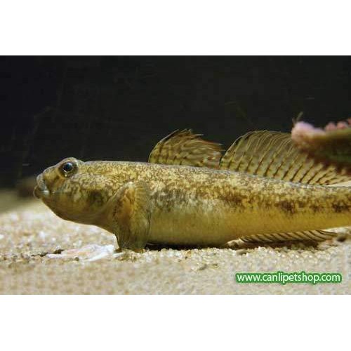 Gobius Niger ( Dip Balığı ) 1 Adet