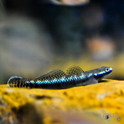 Goby COBALT BLUE 1 Ad 5-7 Cm