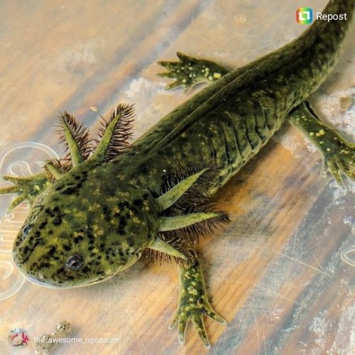 Axolotl Green Wild  5-8 Cm Kampanya  Uyumlu Tür !!!