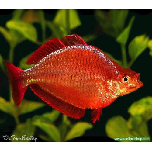 Gökkuşağı Kırmızı (Red Rainbowfish-İncisus) 1 Adet