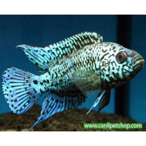 **Sipariş** Jack Dempsey Elektrik Blue Ciklet 1 Ad 3-4 cm