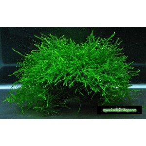 Moss "Java Moss" 1 pkt tele sarılı