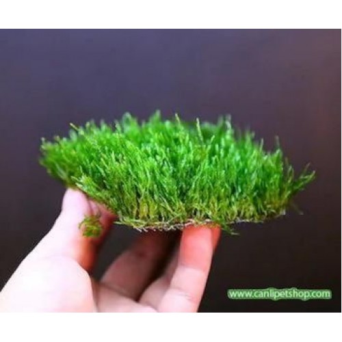 Moss "Java Moss" 1 pkt tele sarılı