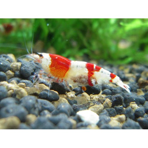 V- Pure Red Line Shrimp (Tam Kırmızı Çizgili Karides) 5 Ad Kolonidir Dişi erkek karışık