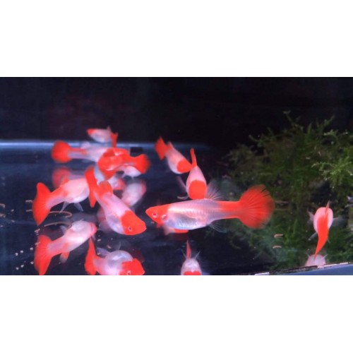 Lepistes  Koi 1 Ad DİŞİ 1.5-2 Cm