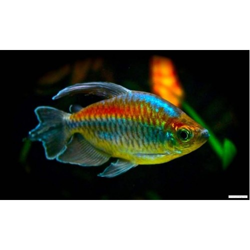 Gökkuşağı Tetra Kongo 1 Ad 4-5 Cm