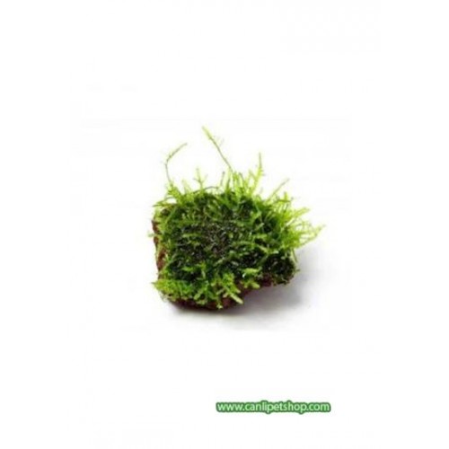 Moss "Kayaya Tutturulmuş  Java Moss"