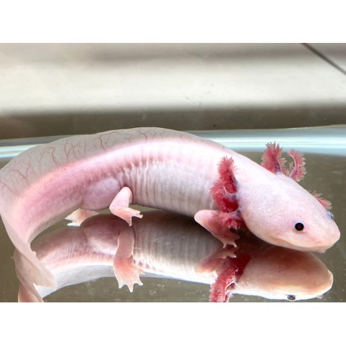 Axolotl leucistic 5-7 Cm Kampanya  Uyumlu Tür !!!