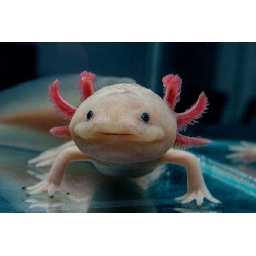 Axolotl leucistic 5-7 Cm  Kampanya  Uyumlu Tür !!! **Ücretsiz Kargo**