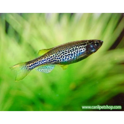 Zebra Danio Leopar  Bakımı Kolay  1 Adet 3-4 Cm