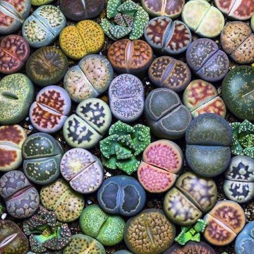 Lithops Tohumu 5 adet