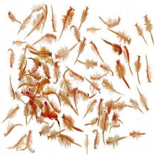 Tetra Fresh Delica Brine Shrimps 3 Gr (Jel Halinde Artemia) 1 Ad