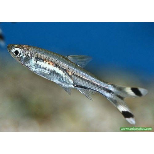 Rasbora Makaskuyruk (Sürü Balığı) 1 Ad 3-4 Cm 