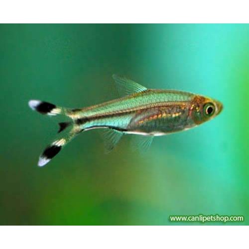 Rasbora Makaskuyruk (Sürü Balığı) 1 Ad 3-4 Cm 