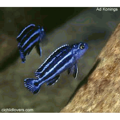 Auratus Ciklet Mavi 1 Adet 3-4 Cm