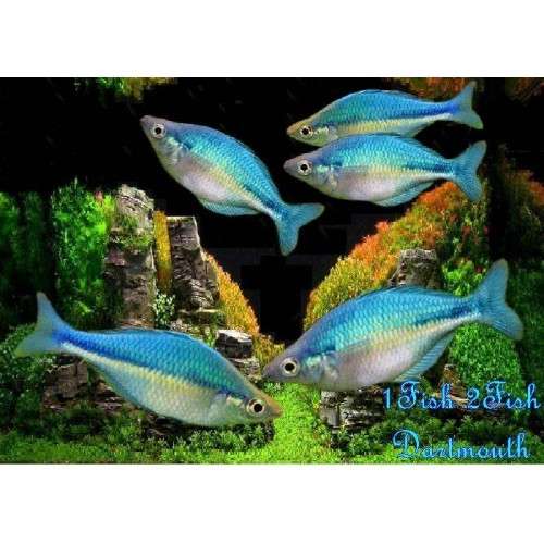 Gökkuşağı Mavi (Blue Rainbowfish-İncisus) 1 Ad 5-7 Cm