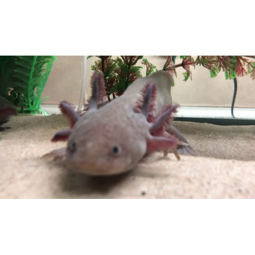 Axolotl Melanoid 7-8 Cm