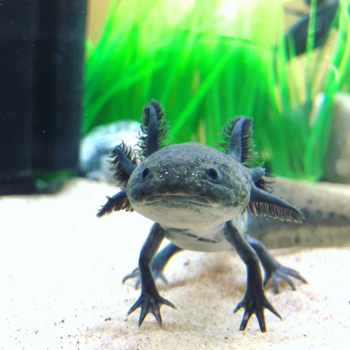 Axolotl Melanoid 7-8 Cm