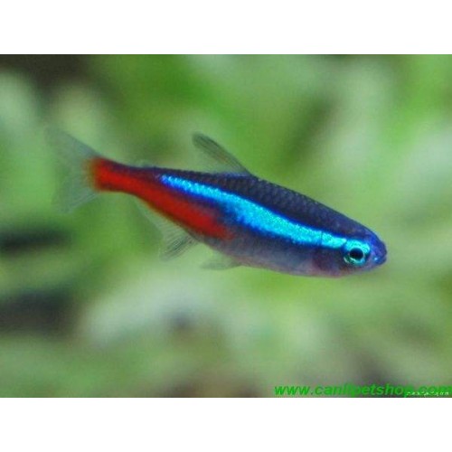 **Sipariş** Tetra Neon 20 Ad 1.5-2 Cm