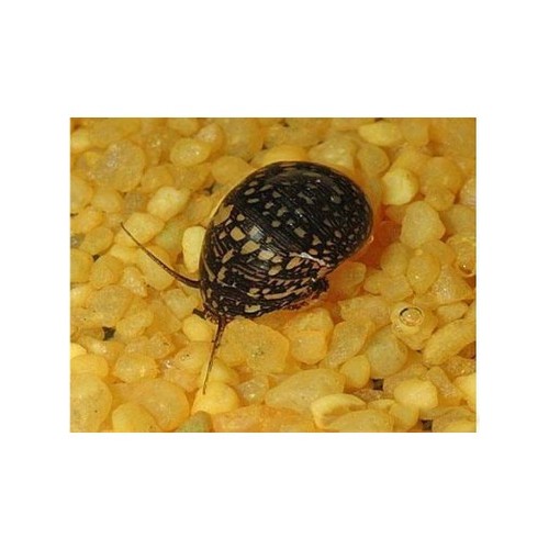 Nerite Salyangoz Minyatür 10 Adet 3-5 Mm-Canlı- **Ücretsiz Kargo**