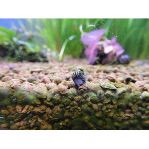 Nerite Salyangoz Minyatür 10 Adet 3-5 Mm-Canlı-