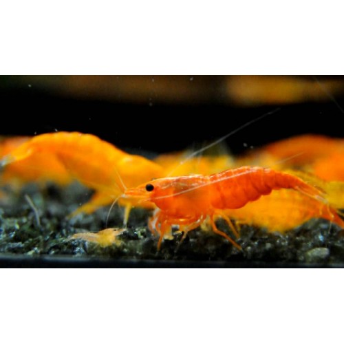 Turuncu Sakura Karides 5 Adet 1-2 Cm