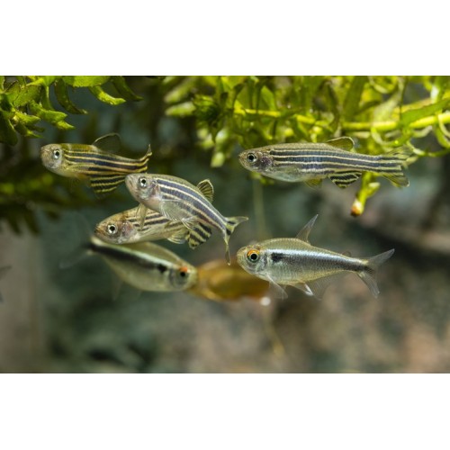 Zebra Danio Gümüş Bakımı Kolay 1 Ad 3-4 Cm