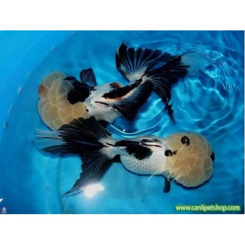 **Sipariş** Japon Balığı Panda Oranda Anaç 1 Adet 10-15