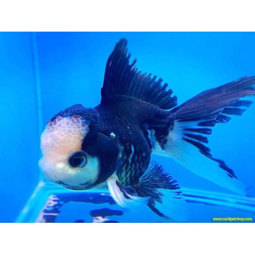 **Sipariş** Japon Balığı Panda Oranda Anaç 1 Adet 10-15